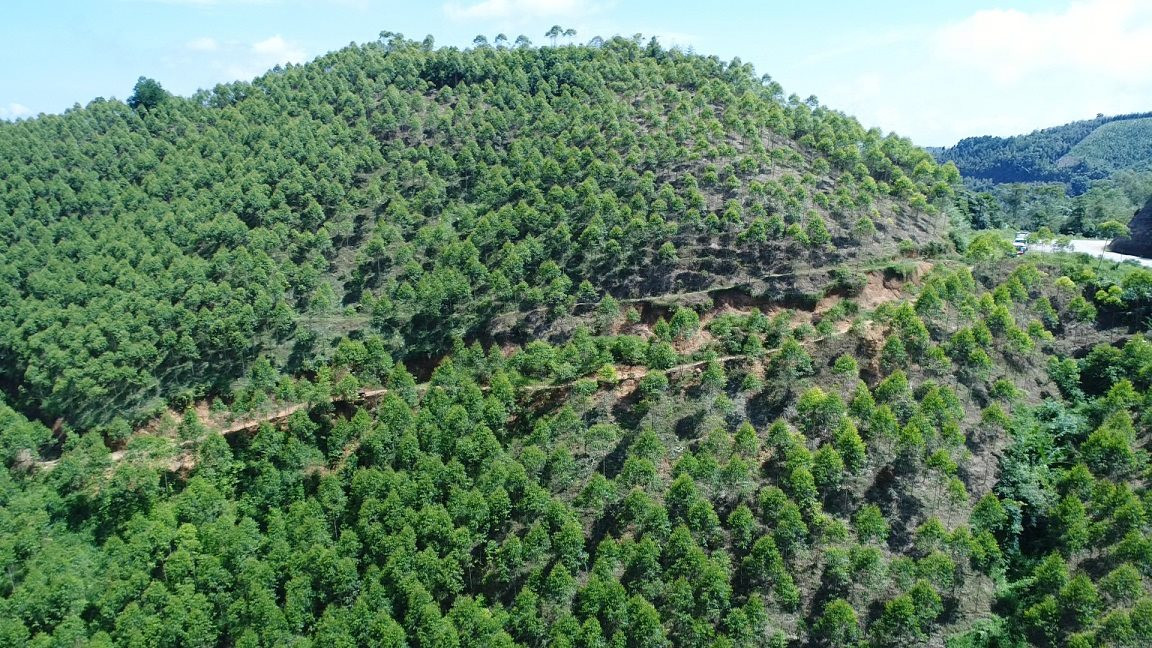 Rừng thông Đình Lập